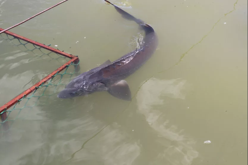 Новосибирский рыбозавод требуют признать банкротом из-за долга в 1,3 млн рублей