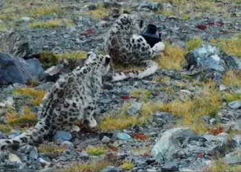 Котята снежного барса сломали казенное имущество в Республике Алтай