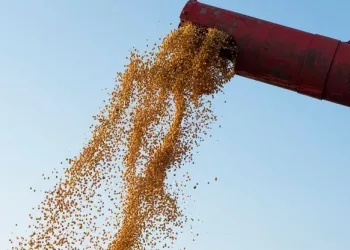 В Новосибирской области из-за засухи снизился урожай зерновых