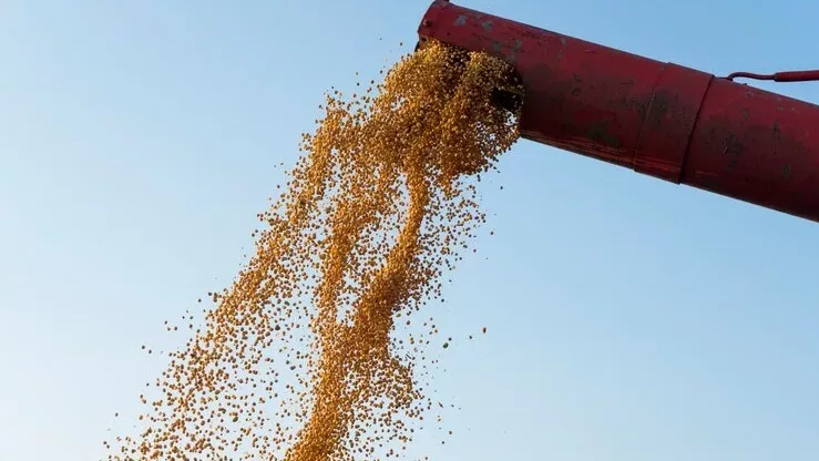 В Новосибирской области из-за засухи снизился урожай зерновых