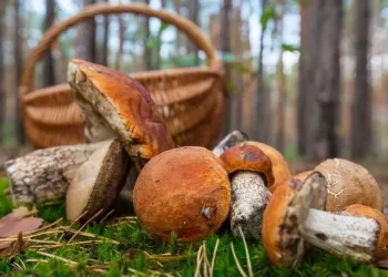 Новосибирские грибники активизировались в ноябре