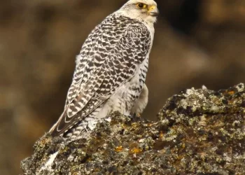 ФСБ изъяла трех краснокнижных соколов из тайника сибиряков