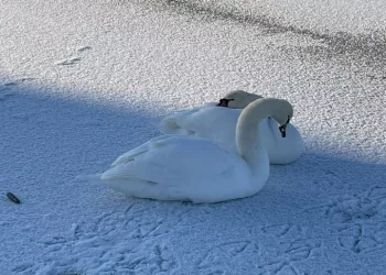 Пара лебедей поселилась в заливе Обского моря