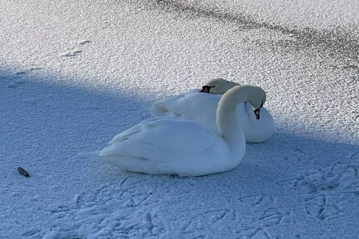 Пара лебедей поселилась в заливе Обского моря