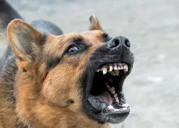 В Новосибирской области ребенку выплатили 50 тысяч рублей после нападения собаки