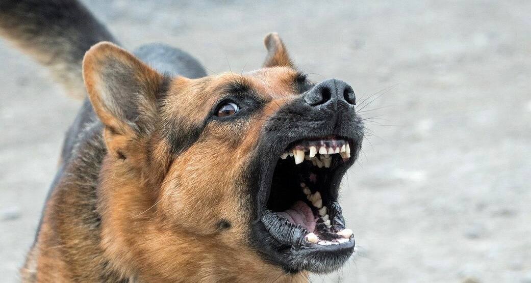 В Новосибирской области ребенку выплатили 50 тысяч рублей после нападения собаки