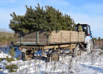 Стало известно, когда в Новосибирске откроют ёлочные базары