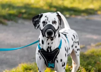 В Новосибирской области суд обязал S7 изменить правила перевозки незрячих пассажиров с собаками-проводниками