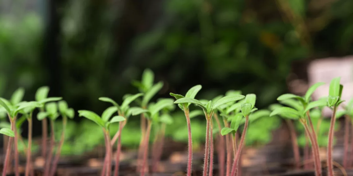 Ученые прорастили семена «из космоса» в Новосибирске