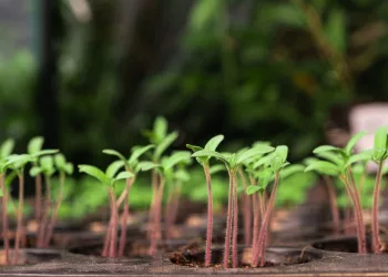 Ученые прорастили семена «из космоса» в Новосибирске