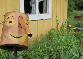 Российским дачникам запретили выращивать ипомею трехцветную