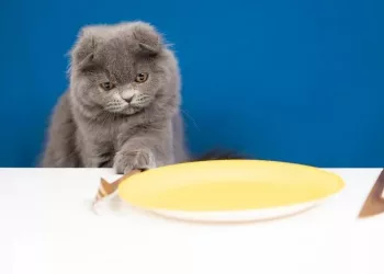 Студентка из Новосибирска разрабатывает умную кормушку для домашних животных