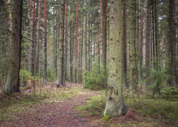 «Заельцовский бор» защитили в суде от застройщиков