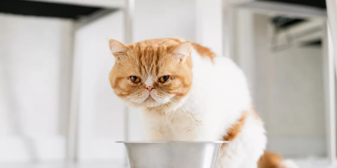 Лучшая еда для пушистого питомца — как выбрать корм для котенка и взрослой кошки?