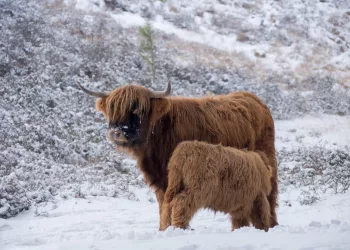 Ученые выяснят, как повысить устойчивость к холодам млекопитающих с помощью гена в Новосибирске