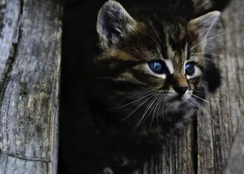 Жительница Новосибирска пойдет под суд за мошенничество с продажей котенка