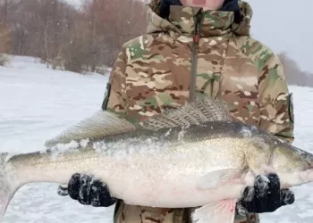 Новосибирец поймал огромного судака весом почти 9 кг