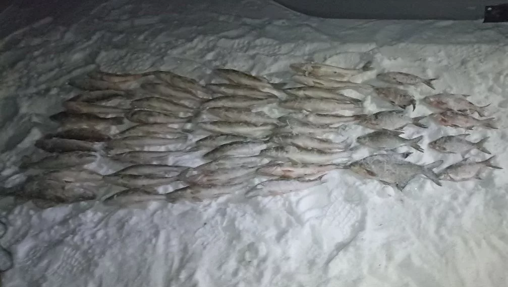 Жителю Бердска грозит до двух лет колонии за нелегальный улов рыбы