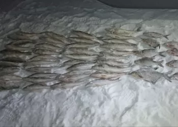 Жителю Бердска грозит до двух лет колонии за нелегальный улов рыбы