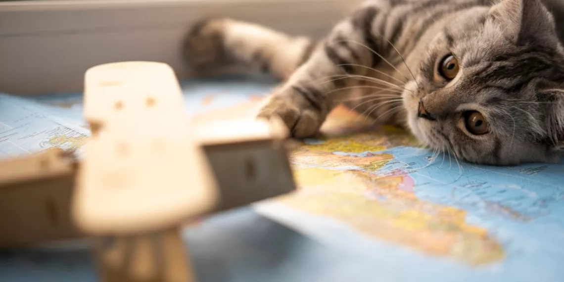 Побывать за границей успели 45 кошек с начала года из Новосибирской и Томской областей