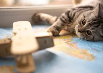 Побывать за границей успели 45 кошек с начала года из Новосибирской и Томской областей