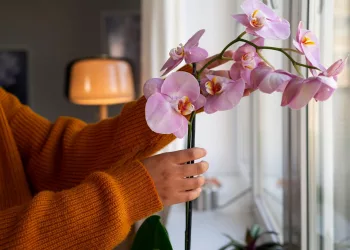 Специалисты будут выращивать орхидеи в теплицах Новосибирска в 2026 году