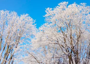 Перепады температуры от -22 до +1 градуса ожидаются в Новосибирской области