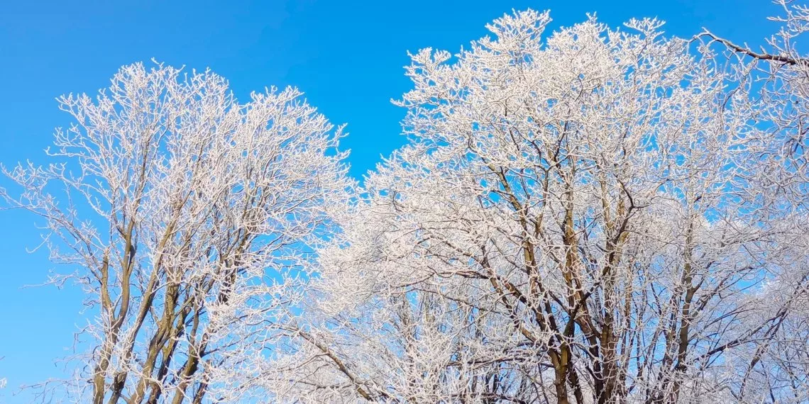 Перепады температуры от -22 до +1 градуса ожидаются в Новосибирской области