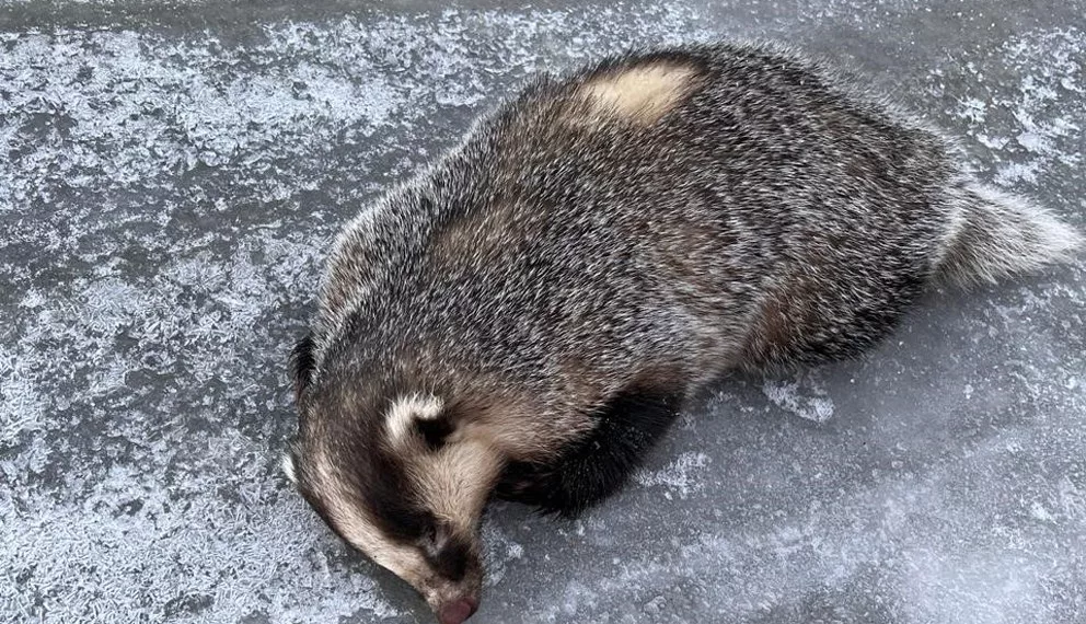 Барсук проснулся, укусил жителя Тогучина и убежал — его пришлось догонять