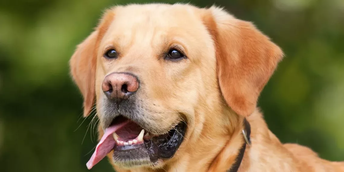 Ученые выяснили причину ожирения у лабрадоров и ретриверов