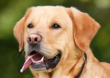 Ученые выяснили причину ожирения у лабрадоров и ретриверов