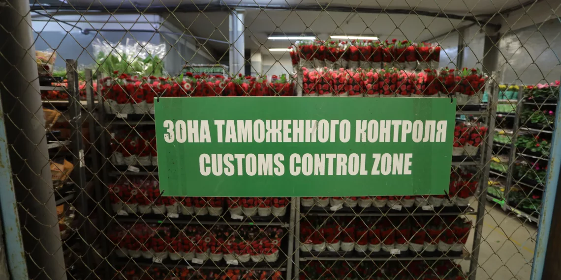 Около 240 тонн тюльпанов привезли в Сибирь к 8 марта — почти в два раза больше, чем в прошлом году