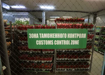 Около 240 тонн тюльпанов привезли в Сибирь к 8 марта — почти в два раза больше, чем в прошлом году