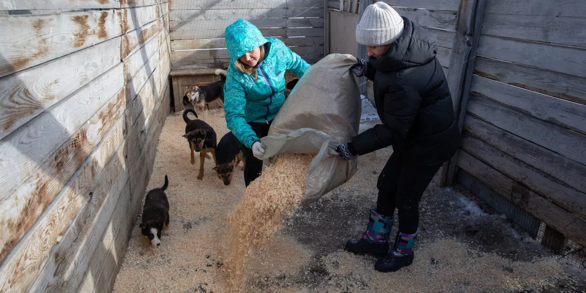 «Дай лапу, друг!»: волонтеры «Сибантрацита» помогают бездомным животным