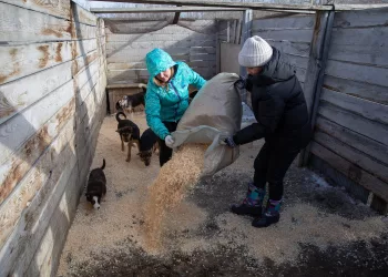 «Дай лапу, друг!»: волонтеры «Сибантрацита» помогают бездомным животным