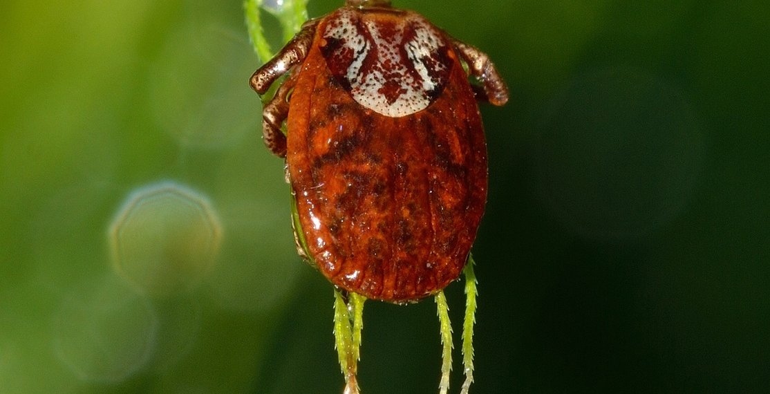 В России обнаружили 14 новых вирусов, которые переносят клещи