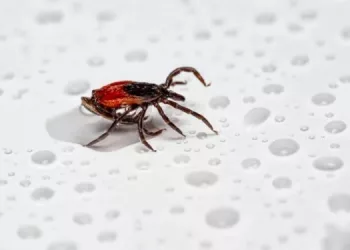 Число заболевших энцефалитом увеличится в 2024 году в Новосибирской области