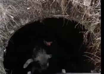 В Алтайском крае местный житель спас собаку, которая упала в колодец