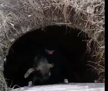 В Алтайском крае местный житель спас собаку, которая упала в колодец