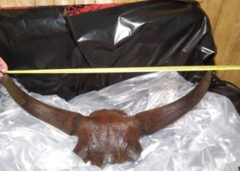 В Алтайском крае рыбаки выловили череп древнего животного