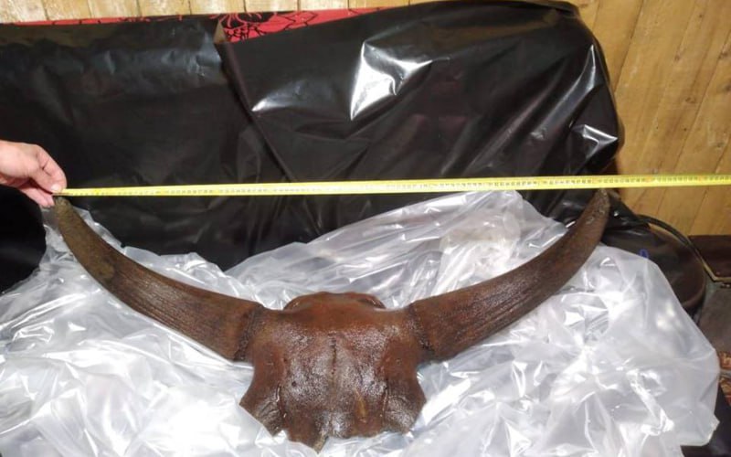 В Алтайском крае рыбаки выловили череп древнего животного