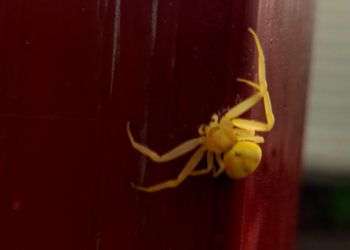 Ярко-желтого паука нашла на огороде жительница Тогучина