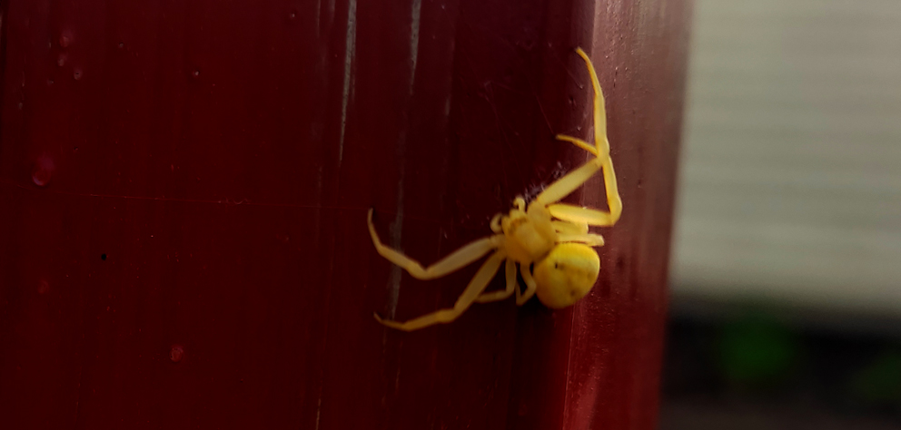 Ярко-желтого паука нашла на огороде жительница Тогучина