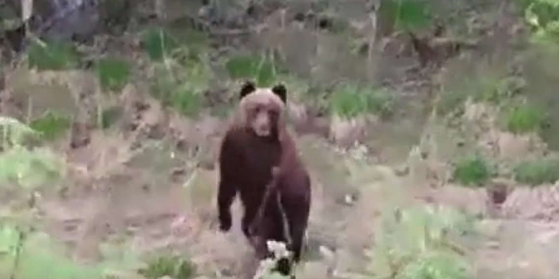 «Мама, я дура»: женщина лицом к лицу встретилась с медведем в сибирском лесу
