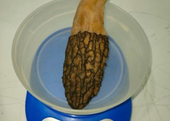 Гриб-гигант обнаружил житель Новосибирской области