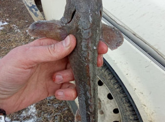 Сотрудники полиции спасли краснокнижную рыбу