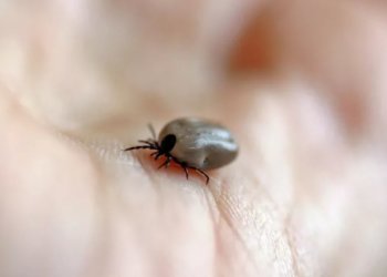 Клещи укусили 262 жителя Новосибирской области за неделю