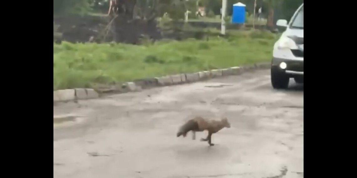 Бешеного лисенка пытаются поймать в Новосибирске
