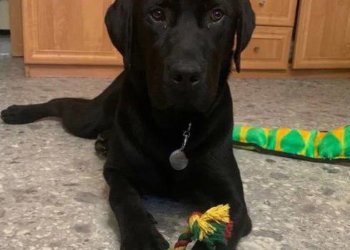 Сибирячка получила собаку-поводыря после смерти предыдущего пса от удара током