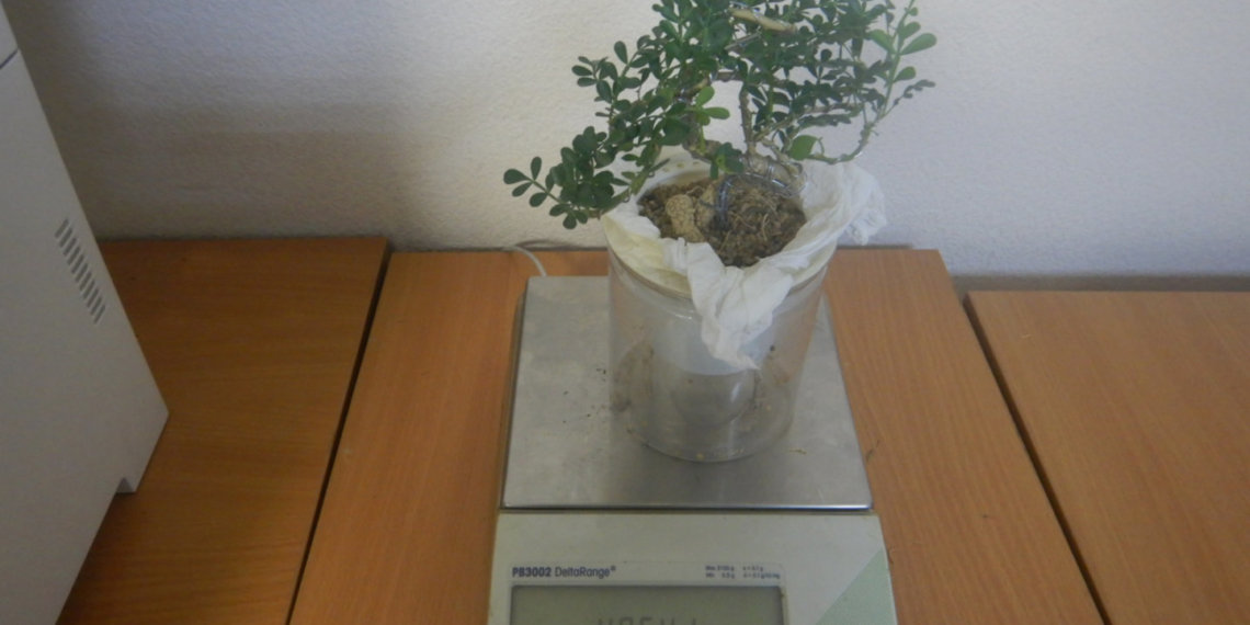 Экзотическое дерево пыталась провезти в Новосибирск местная жительница